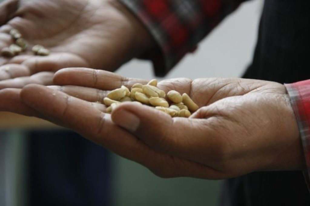 物流仓库,The shape, colour and odour of beans